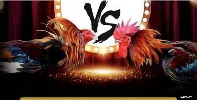 Khám Phá Thế Giới Đá Gà 77Ball Đỉnh Cao Nhận Ngay Tiền Thưởng Nóng Về Túi