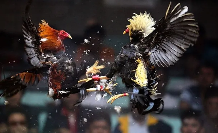 Bí Kíp Và Cách Chơi Đá Gà Sabong Tại 77Ball Để Trở Thành Cao Thủ Sàn Đấu