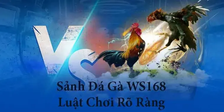 Hướng Dẫn Chi Tiết Cách Chơi Đá Gà WS168 Tại 77Ball Đỉnh Cao Nhất Năm Nay 2 Hướng Dẫn Chi Tiết Cách Chơi Đá Gà WS168 Tại 77Ball Đỉnh Cao Nhất Năm Nay