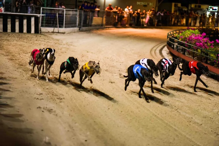 Tuyệt Chiêu Cách Chơi Game Nhanh Đua Chó Tại 77Ball Thắng Lớn Mỗi Ngày