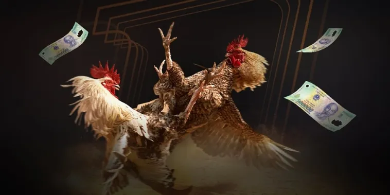 Khám Phá Thế Giới Đá Gà 77Ball Đỉnh Cao Nhận Ngay Tiền Thưởng Nóng Về Túi